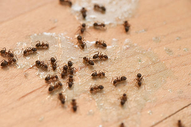 Wildlife Control Services in North Arlington, NJ